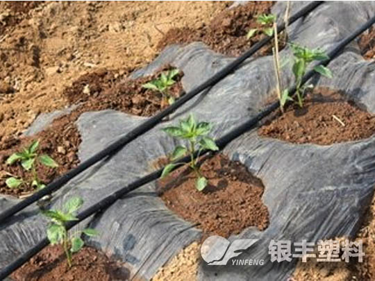 宁夏中部滴灌带案例