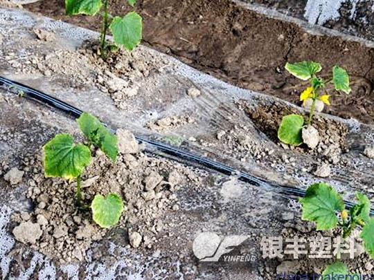 宁夏中部滴灌带案例